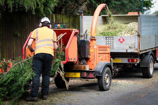 The Steps Involved in Our Tree Care Process in Lisbon, ME